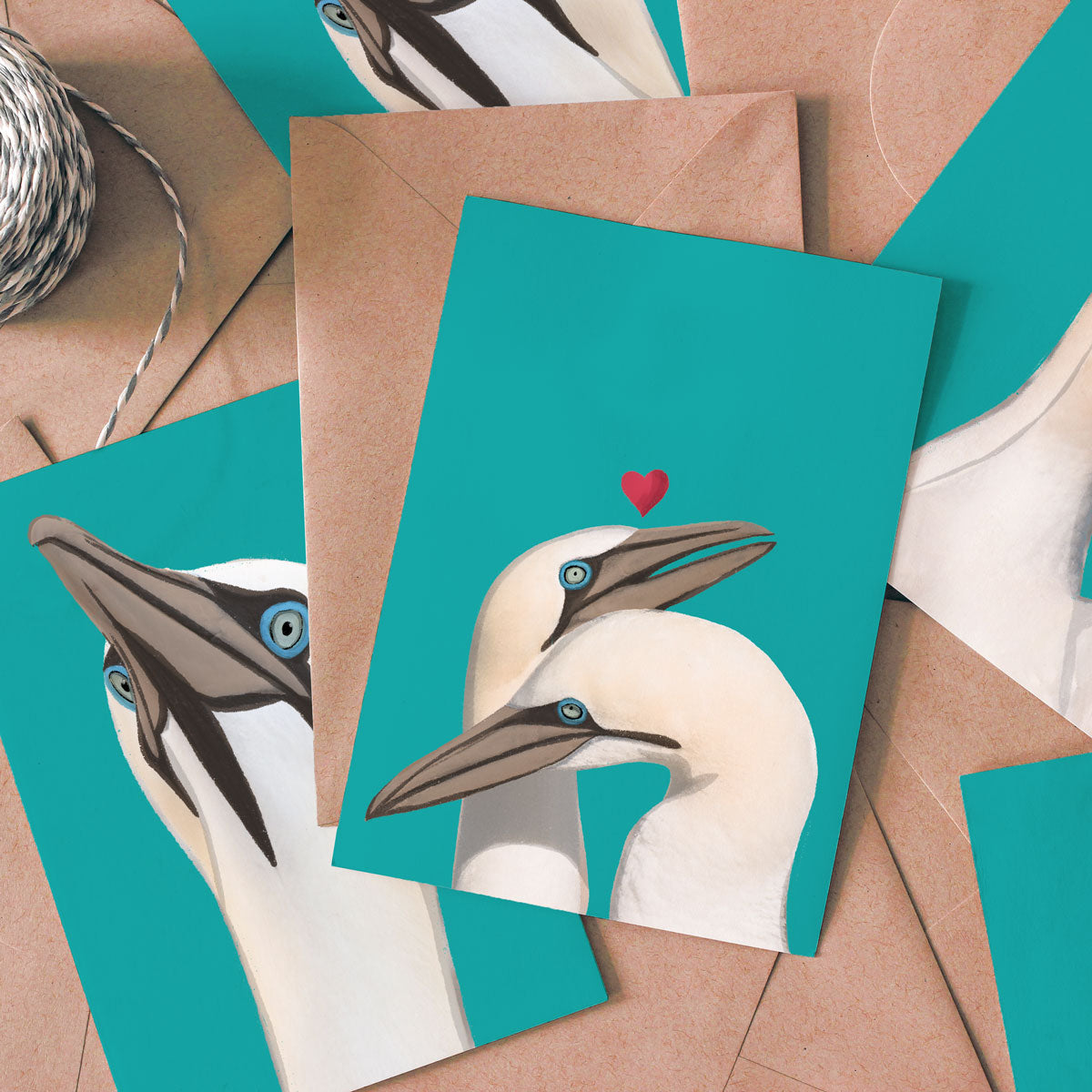 Northern gannets